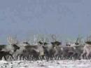 Reindeer on STG
