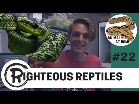 YouTube reptile video