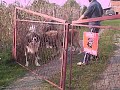 kaukasicher owtscharka