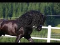the best horsetigerslionleopardpantarsbears