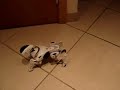 CANE ROBOT CANE ROBOT