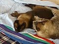 Cat massage