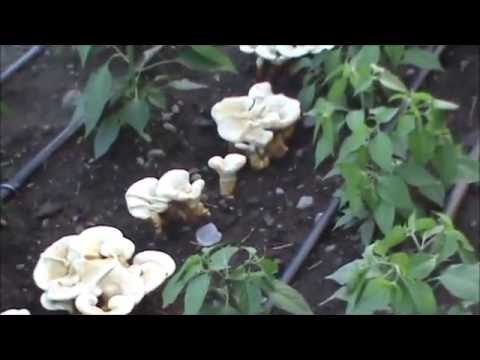 how to grow reishi mushrooms