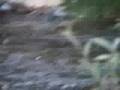 videos de Divide Creek Seep 2004 -- view 