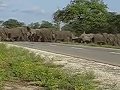 Elefants x-ing
