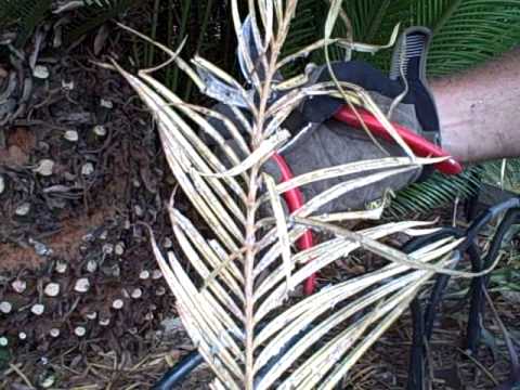how to fertilize sago palm