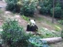 Panda An An at Ocean Park