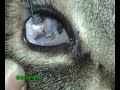 OFTALMOLOGIA VETERINARIA   DVM Alessandro Prota -Napoli- ITALY