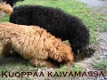 Alexa ja Napsu kaivavat kuoppaa Alexa ja Napsu kaivavat kuoppaa