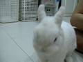 Moochi eats Apple Puree (baby food)