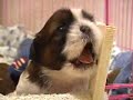 かわいい犬動画