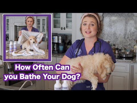 How Often Can I Wash my Dog? | Zymox Puppy Bath