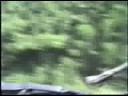 Carsurfing lizard Carsurfing lizard