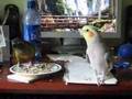 Troubador Cockatiel