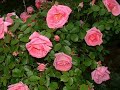 Rose Bliss (With Music by Ginmillsinger Bill)