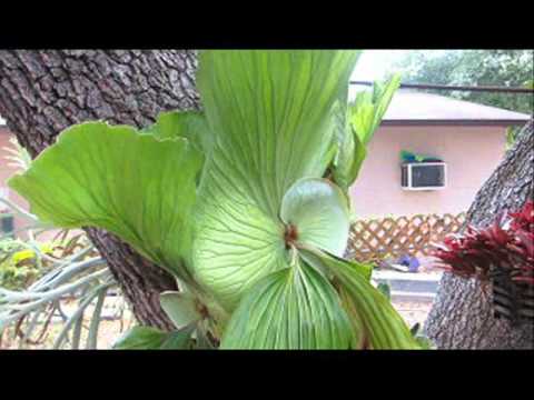 how to grow elephant ears