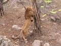 Lion Male Nikolaev zoo