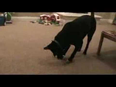 Black lab puppy chases a laser pointer