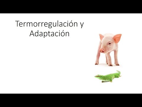 Termorregulación y Adaptación