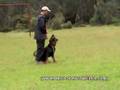 Arty - Obediencia divertida (Positive Training - IPO / RCI)
