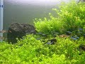 planted aquarium 45cube ~コケの生す石~