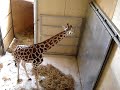 Giraffe arrives at Noah\