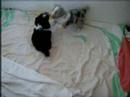 Shelite pup and puppies - BlueGirl #3 Shelite pup and puppies - BlueGirl #3