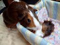 Puppy the Guinea Pig Rumble Struts Around Baby Mouskin!
