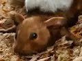 New Mouse