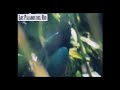 Vetiver - Los Pajaros del Rio Vetiver - Los Pajaros del Rio
