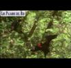 Vetiver - Los Pajaros del Rio