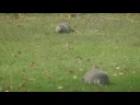 how much wood could a woodchuck chuck how much wood could a woodchuck chuck
