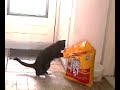 The Cat The Cat