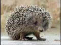 Funny animals Funny animals