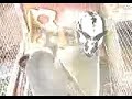 thumper thumping roadkill