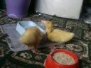 Ducklings-4 days with us- 20-10-08