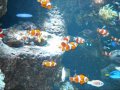 Large Clown Fish Aquarium