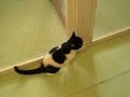 Paphos Animal Shelter - Cats & Dogs - Cyprus Animal Welfare