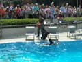 sea lion feeding