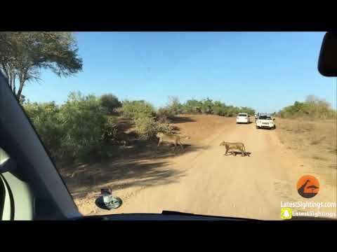 Hipopotam zupełnie olewa to, że jest atakowany przez lwy
