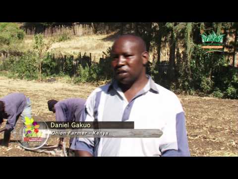 Onion Farming in Kieni - Daniel Gakuo's Story