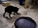 TJ MY DOG CAN'NT GET HIS BOWL