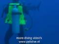 shark attack diver Bekijk video