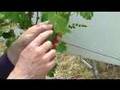One Acre in Napa Valley - Episode #3, Shoot Growth 5/2/08