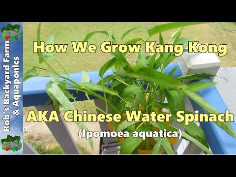 how to harvest kangkong