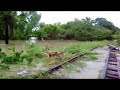 limón inundado iv