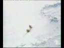 videos de Antarctica, la scena finale