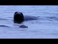Click here to watch this video Theros the Harbor Seal Meets a Big Friend in the wild