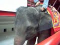 BEST OF PATTAYA 2/3 – High Quality