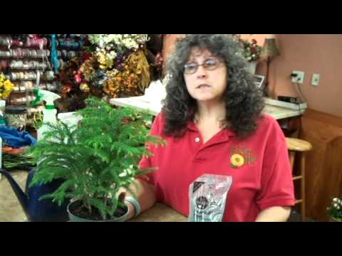 how to transplant a norfolk island pine